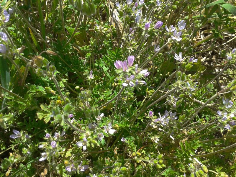 Erodium sp.